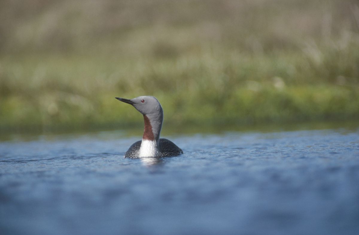 Red-throated diver - Credit Chris Gomersall / rspb-images.com