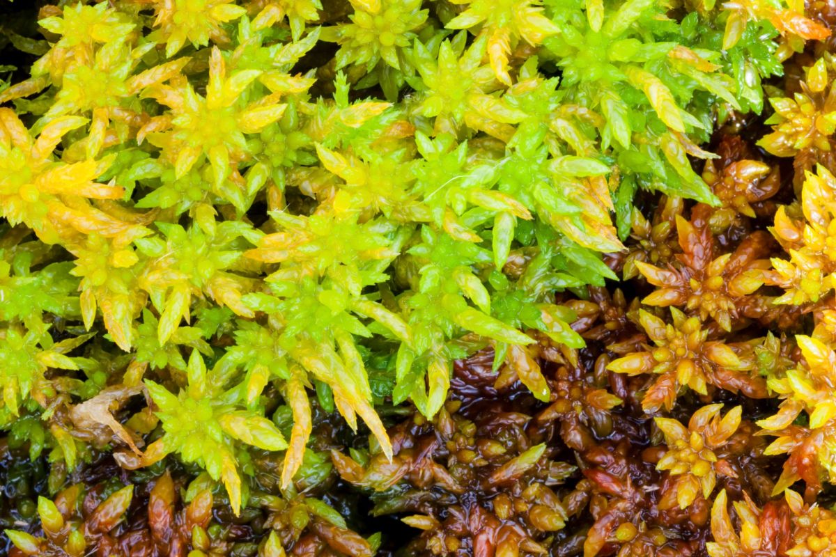 Sphagnum moss - Credit Moors for the Future Partnership