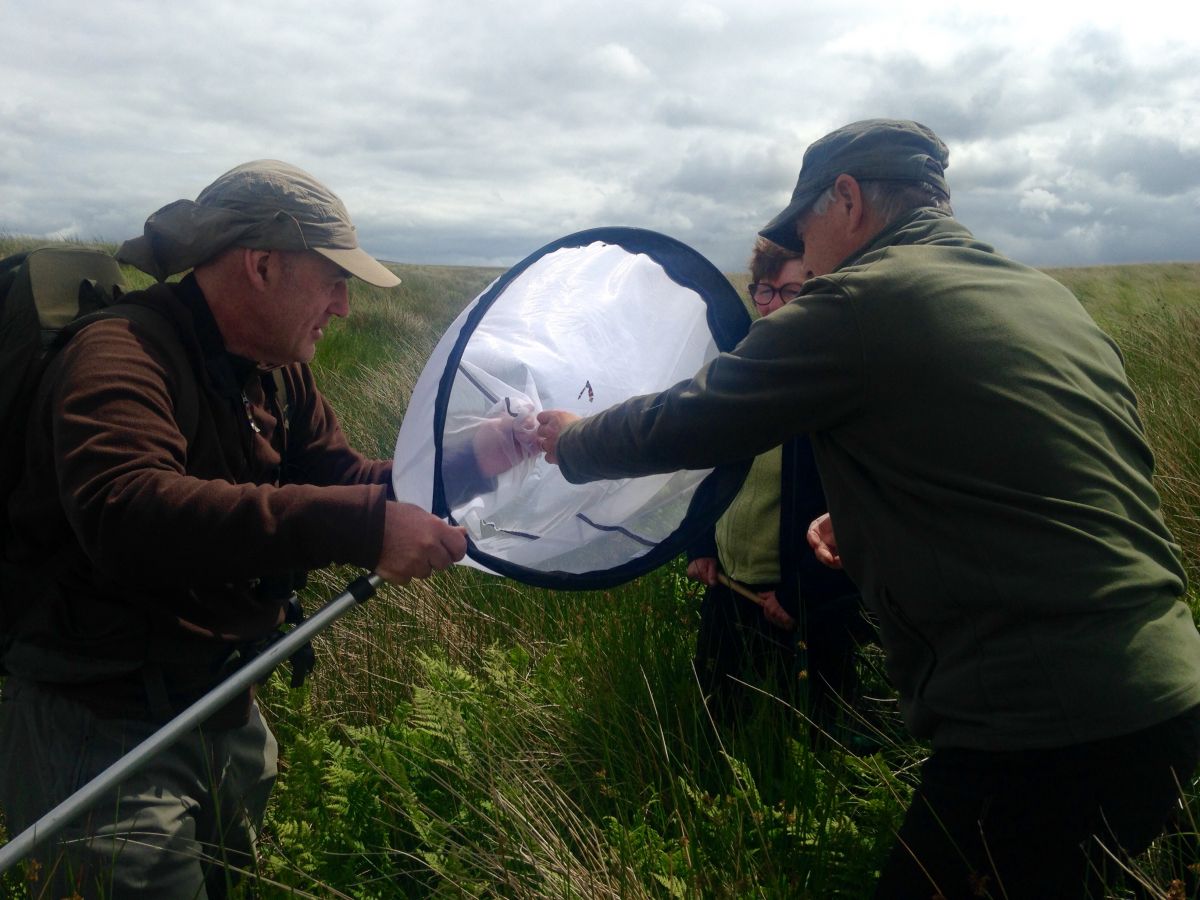 Volunteers surveying for large heath butterfly at Airds Moss