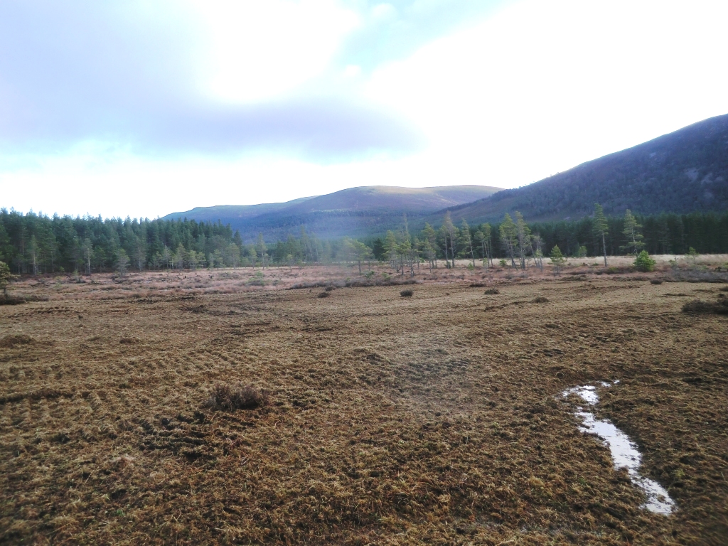Bare peat after restoration work