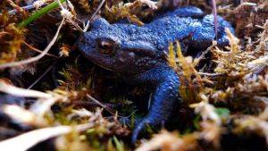Image of common toad © Emma Goodyer