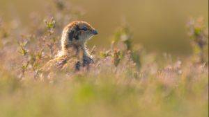 Red grouse chick (c) Pete Quinn