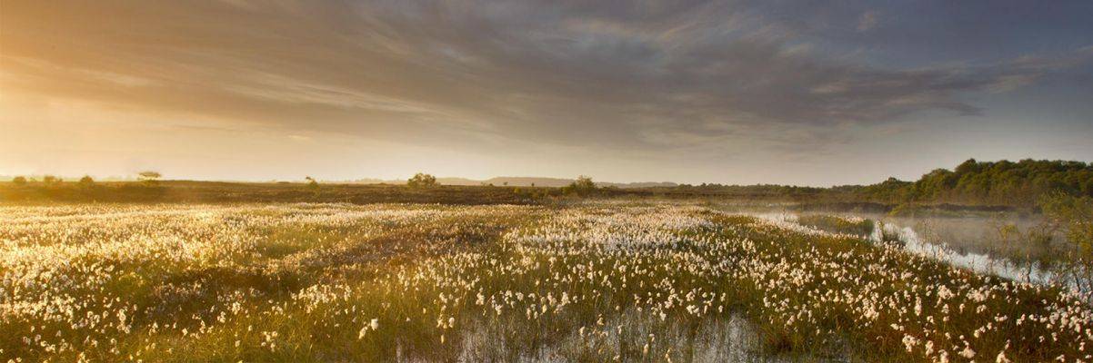 IUCN UK Peatland Programme