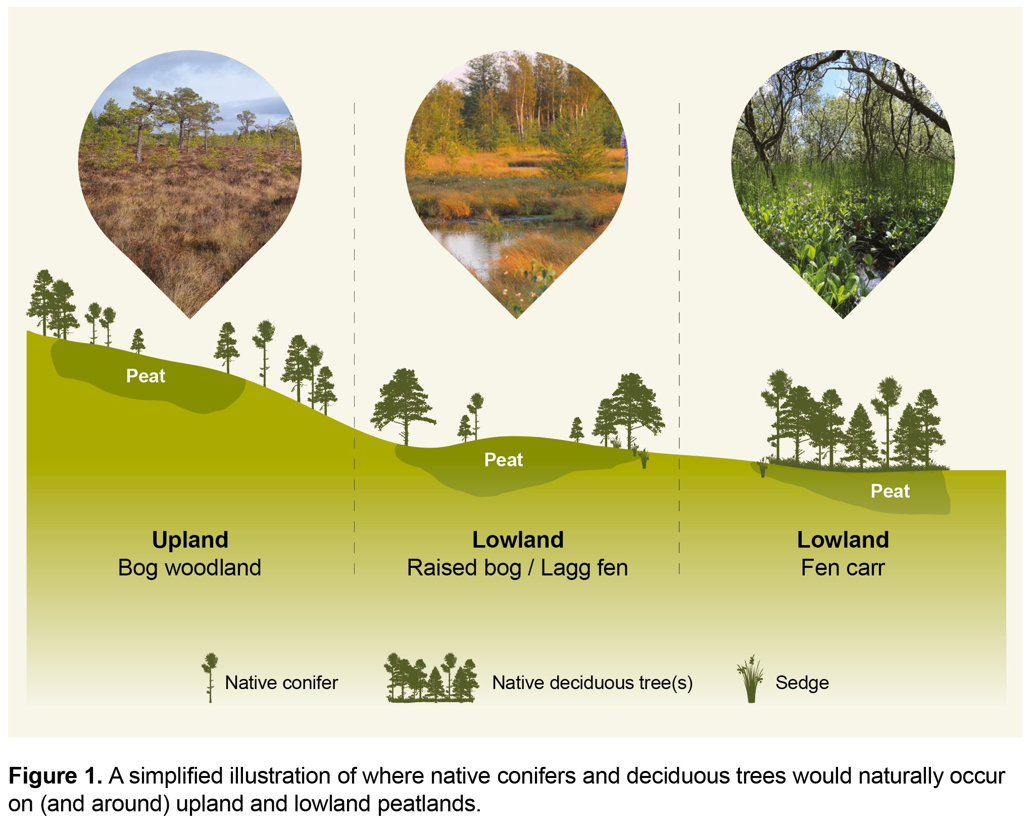 Infographic showing bog woodland with scattered trees, raised bog / lagg fen with trees around the margin and fen carr covered by trees.