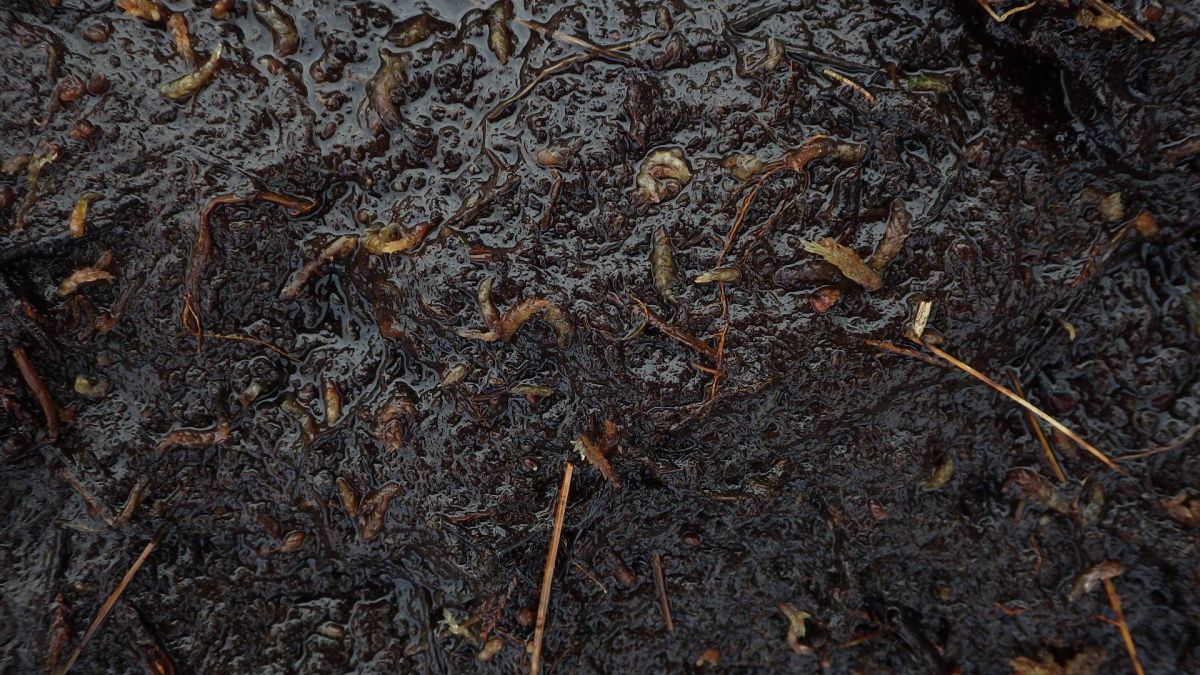 Sphagnum fragments in Nidderdale