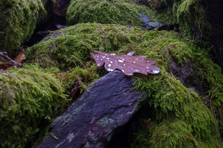 Oak leaf - Credit Ben Roebuck