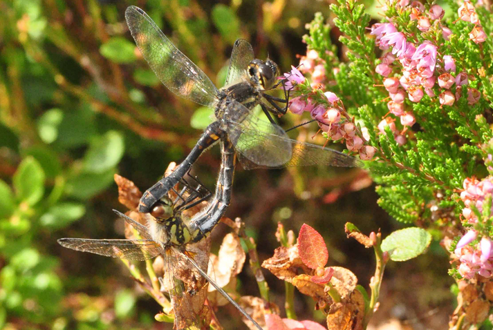 Black darters - Credit Paul Kirkland Butterfly Conservation