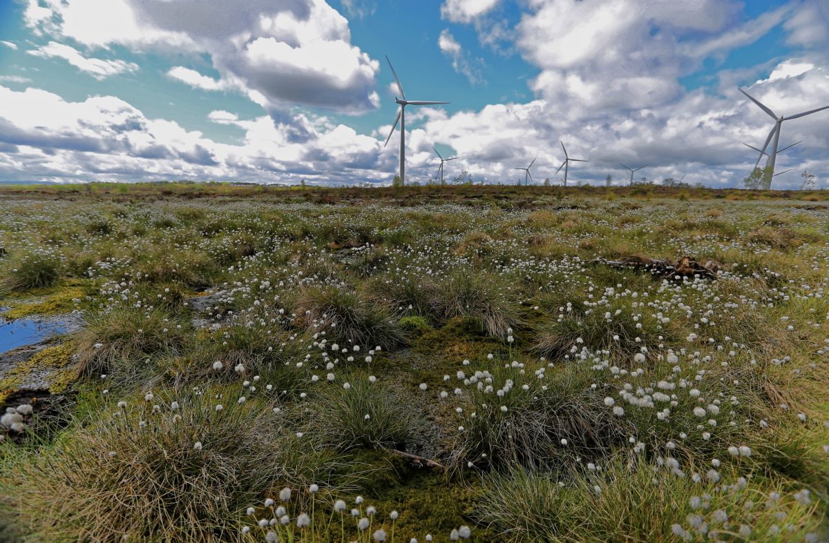 Black Law Windfarm