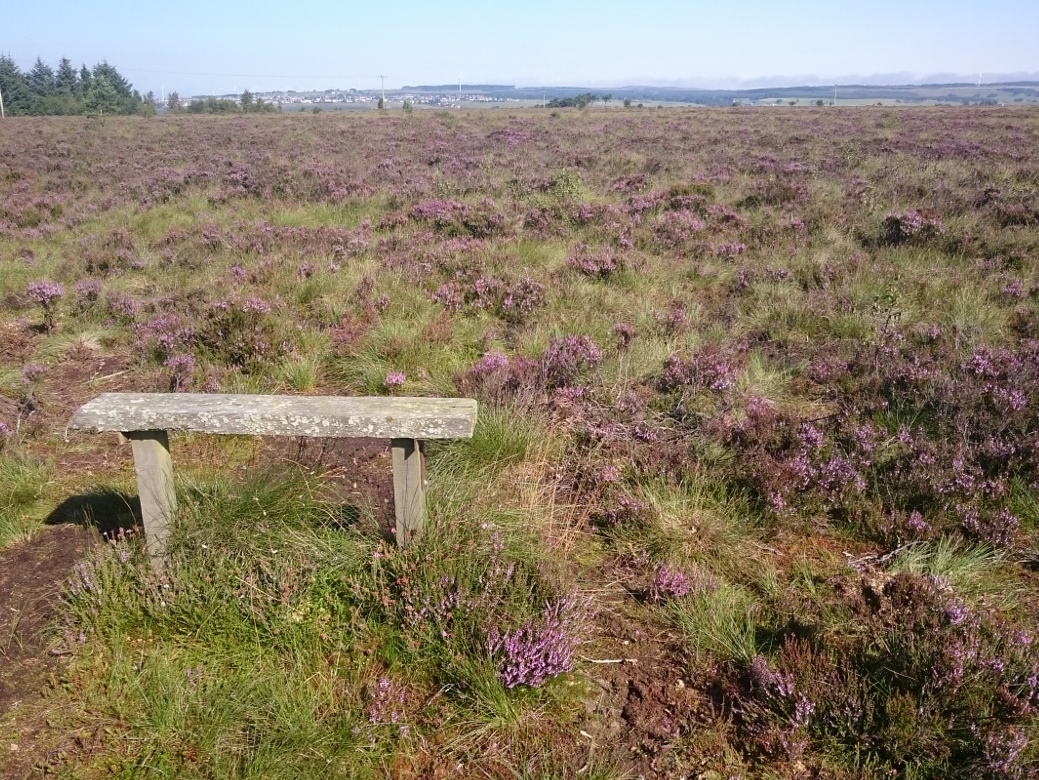 Braehead Moss - Credit Butterfly Conservation 