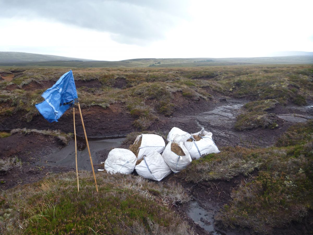 Restoration site waiting for heather brash to be spread - October 2013