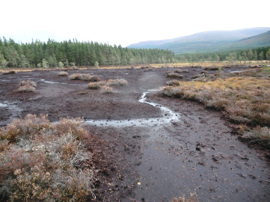 Bare peat