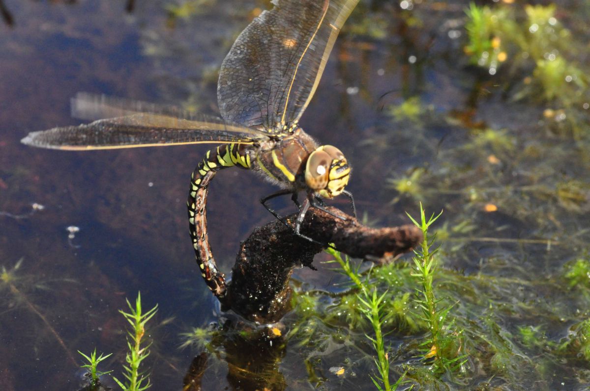 Common hawker dragonfly - Credit Paul Kirkland
