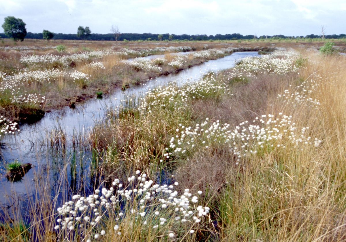 Marches Mosses - Credit Natural England