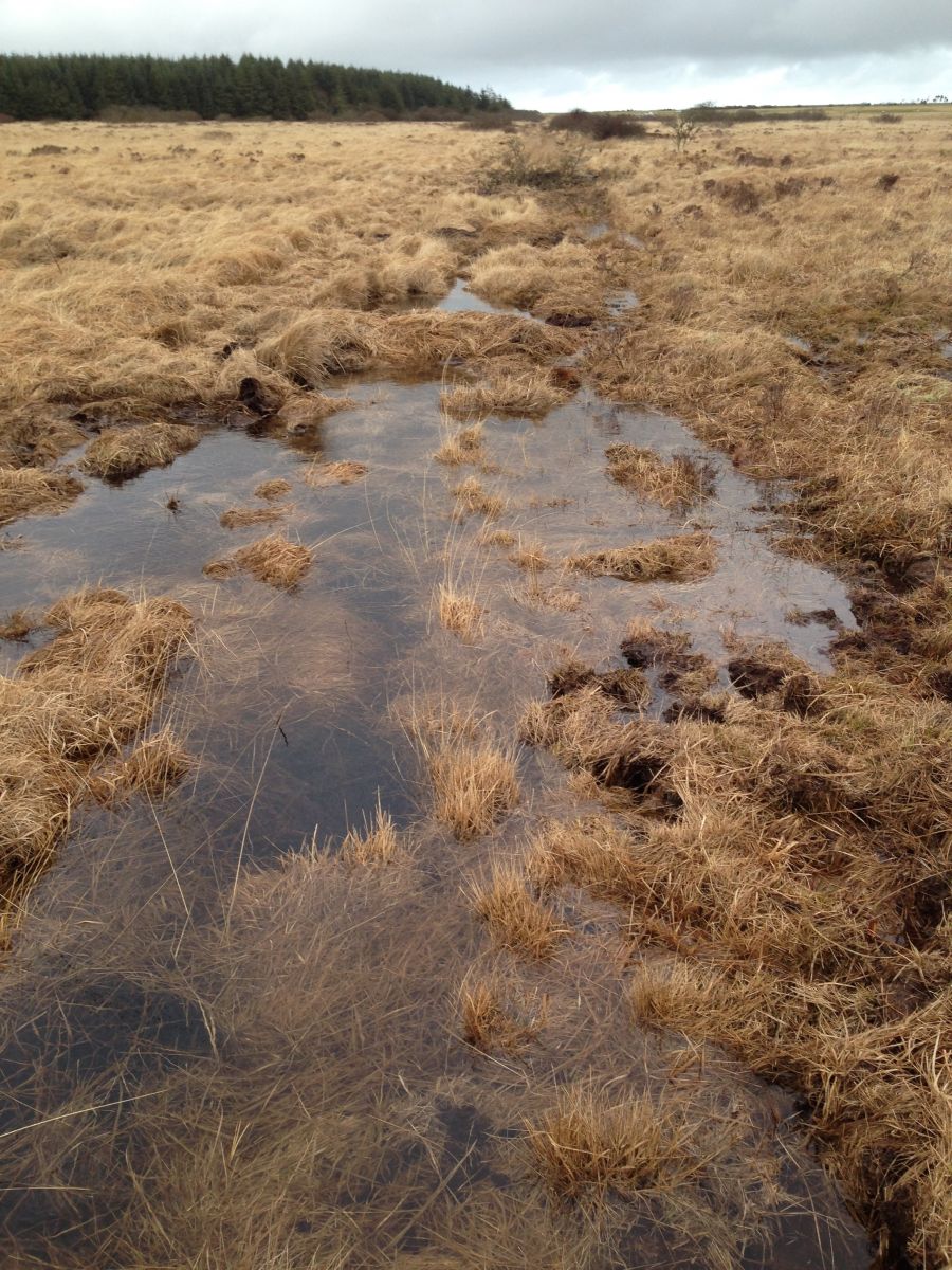 Crowdy Marsh - Credit Exmoor Mires Partnership