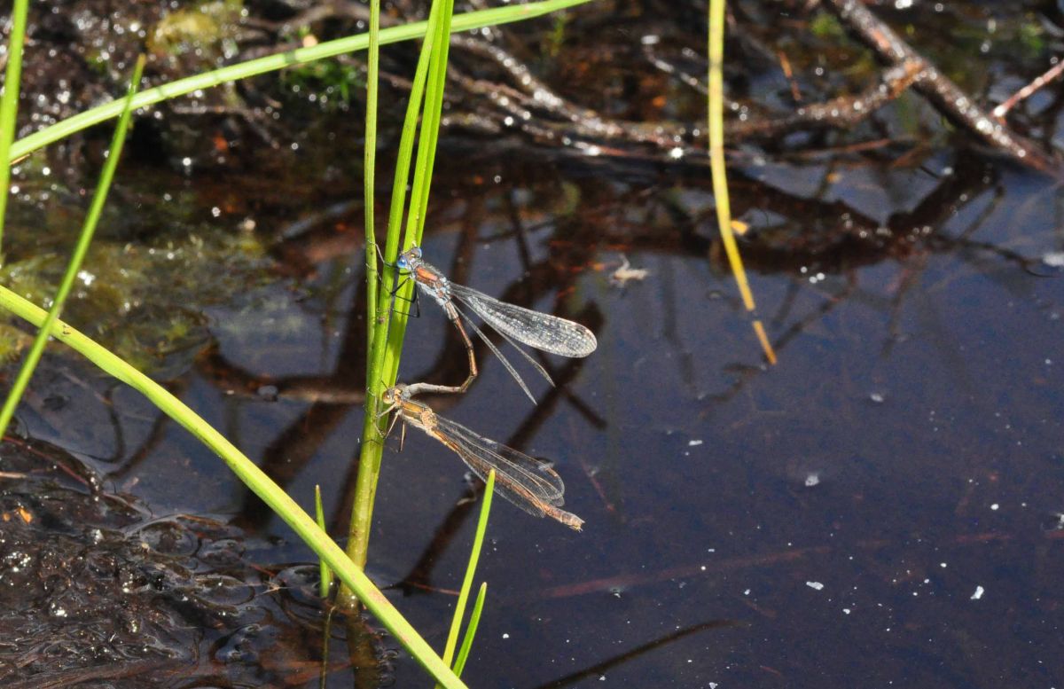 Emerald damselflies - Credit Paul Kirkland Butterfly Conservation