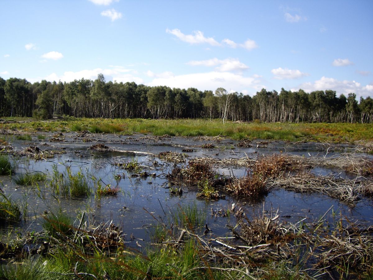 Humberhead Peatlands NNR - Credit Natural England