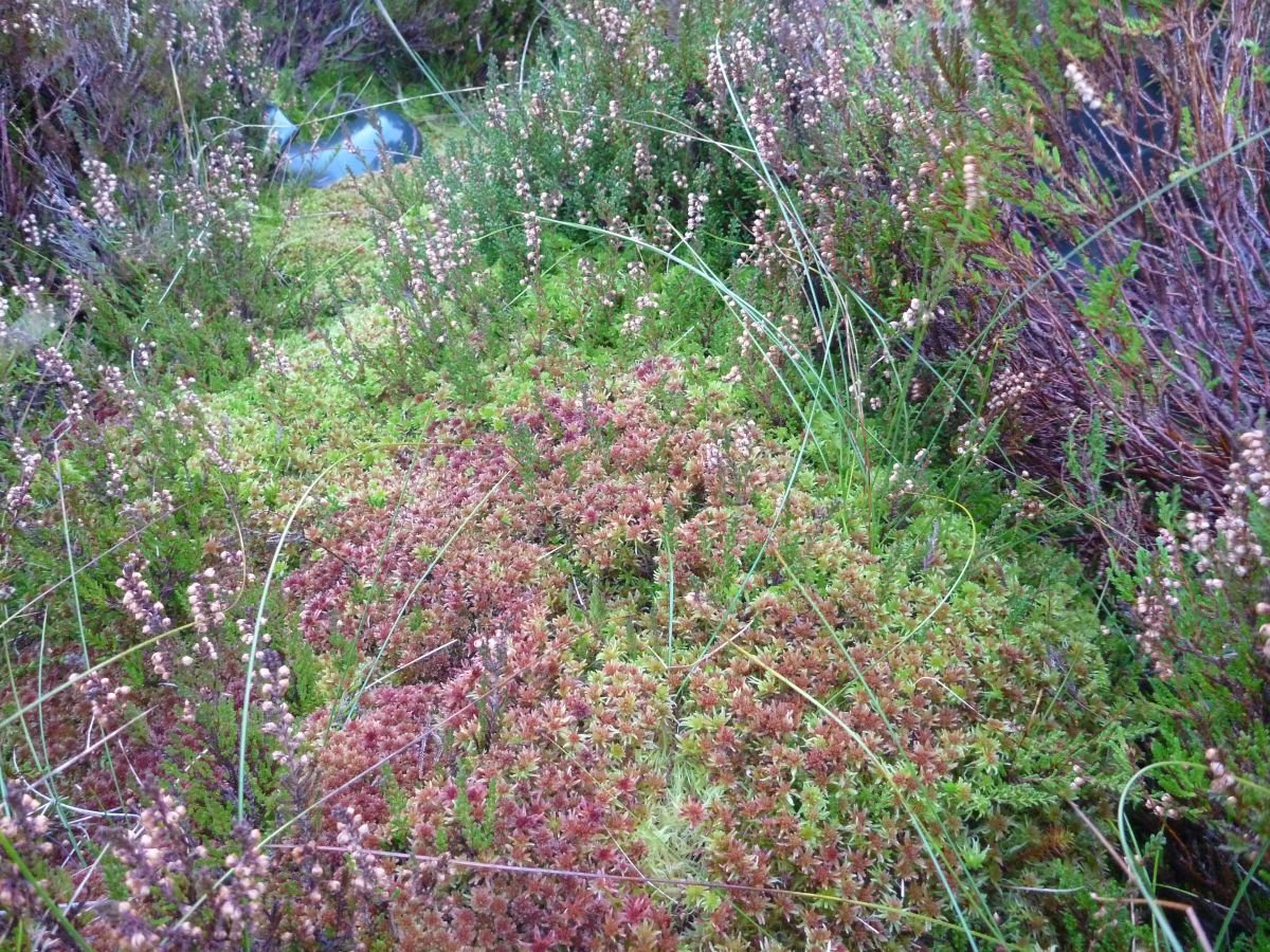 Established sphagnum moss