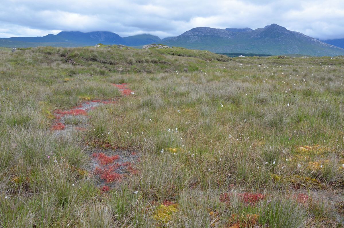 Irish peatland - credit Clifton Bain