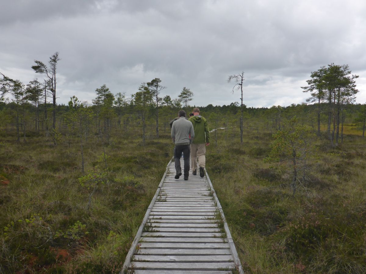 Kalnansi Raised Mire Boardwalk - Credit Alison Austin