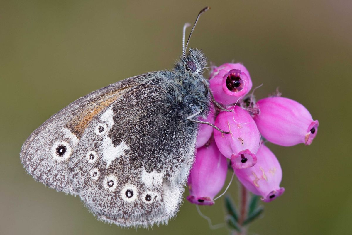 Large heath butterfly - Credit Alistair Graham