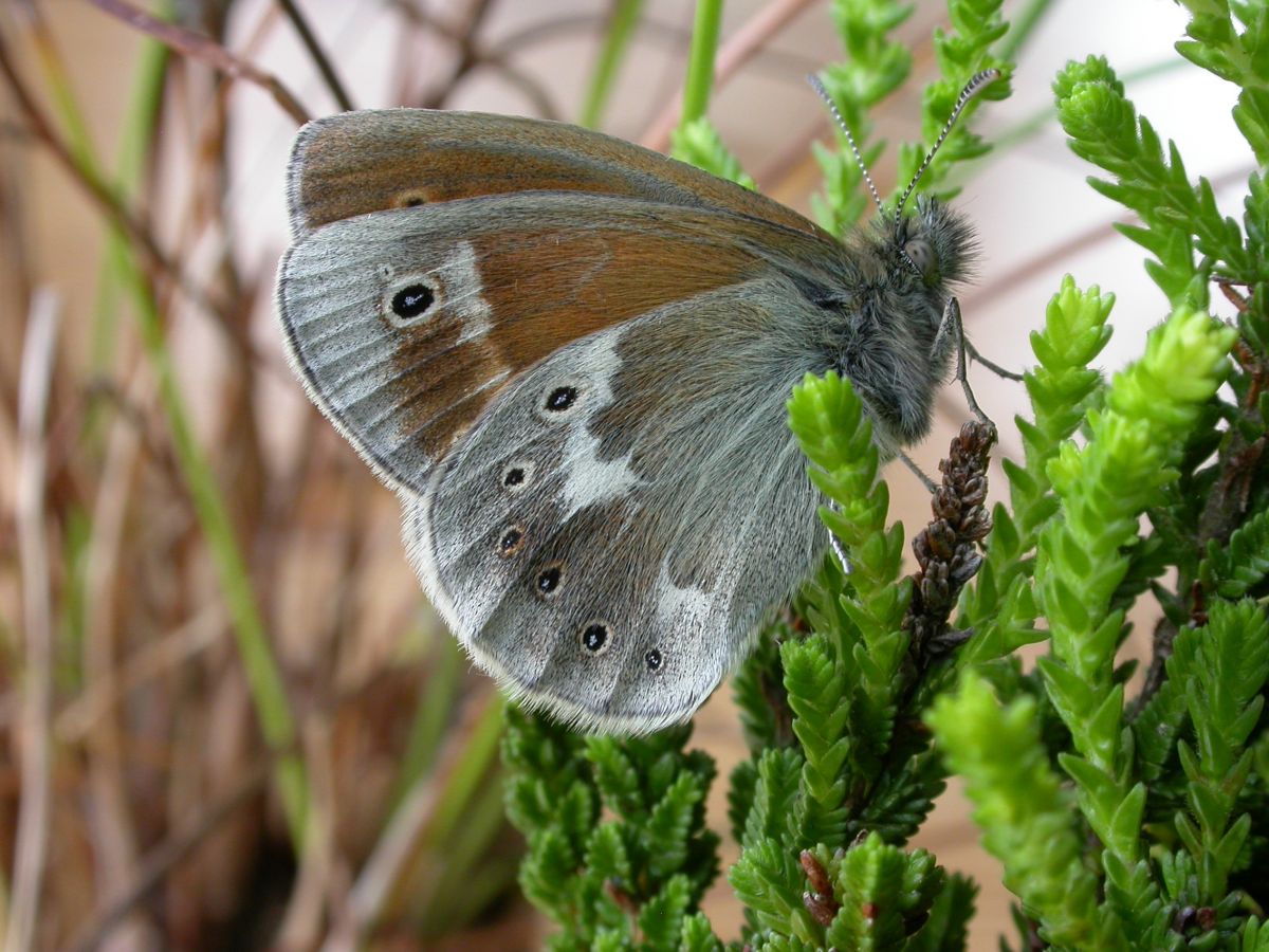 Large heath butterfly - Credit John Knowler