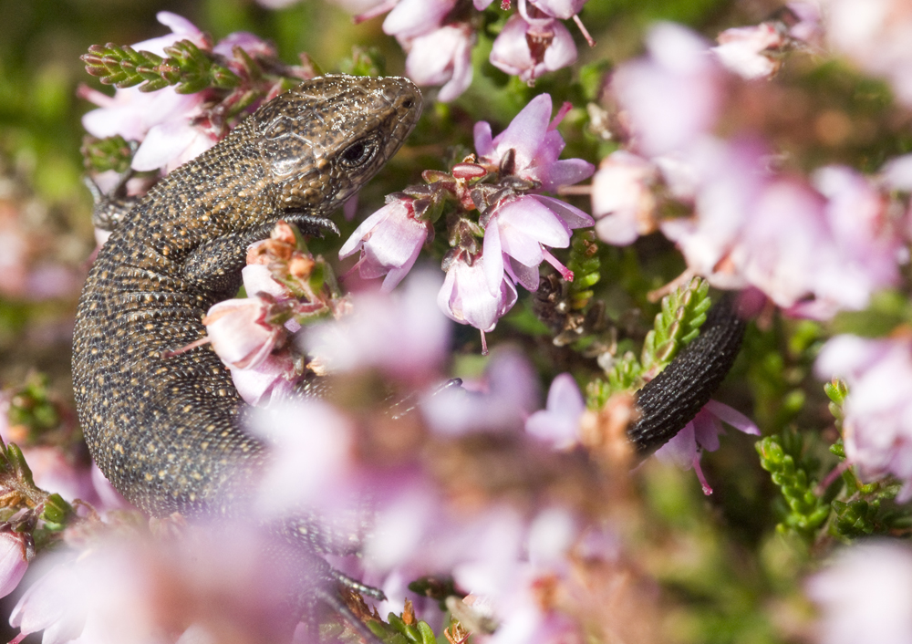 Lizard - Credit Tom Aspinall