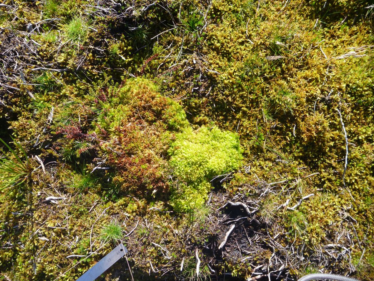Introduced sphagnum moss