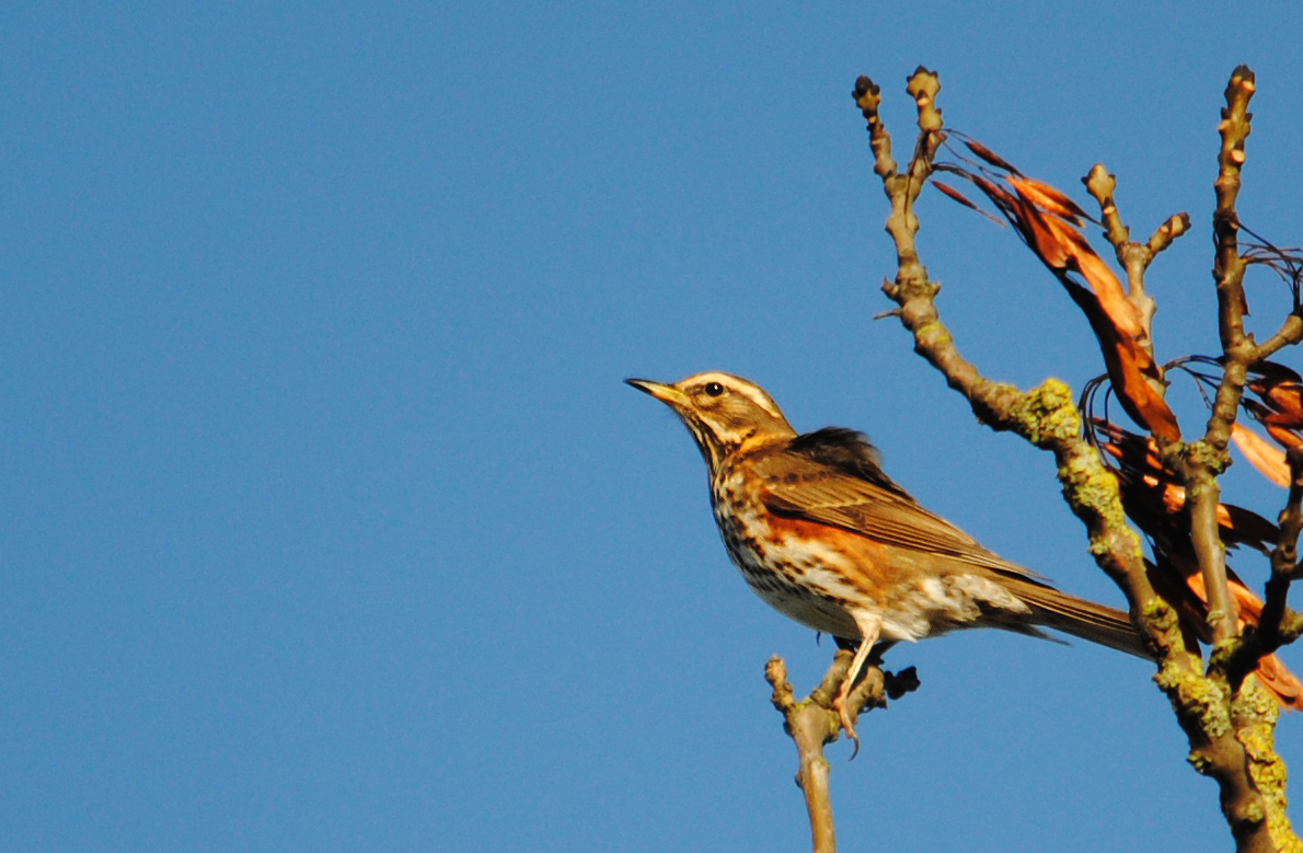 Redwing - Credit Amy Lewis