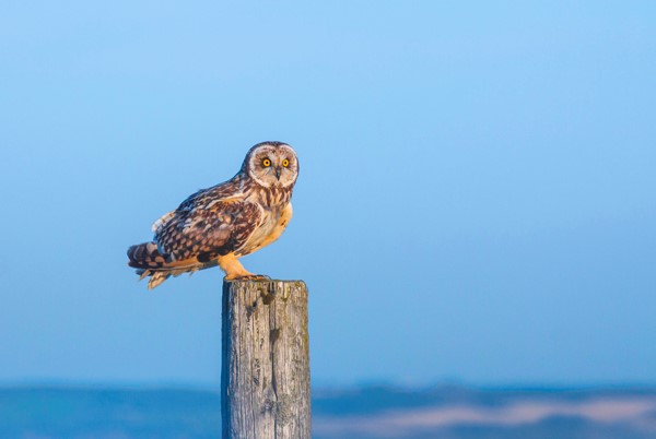 Short-eared owl - Credit Malcolm Mee