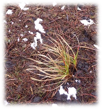 Common cotton grass plug