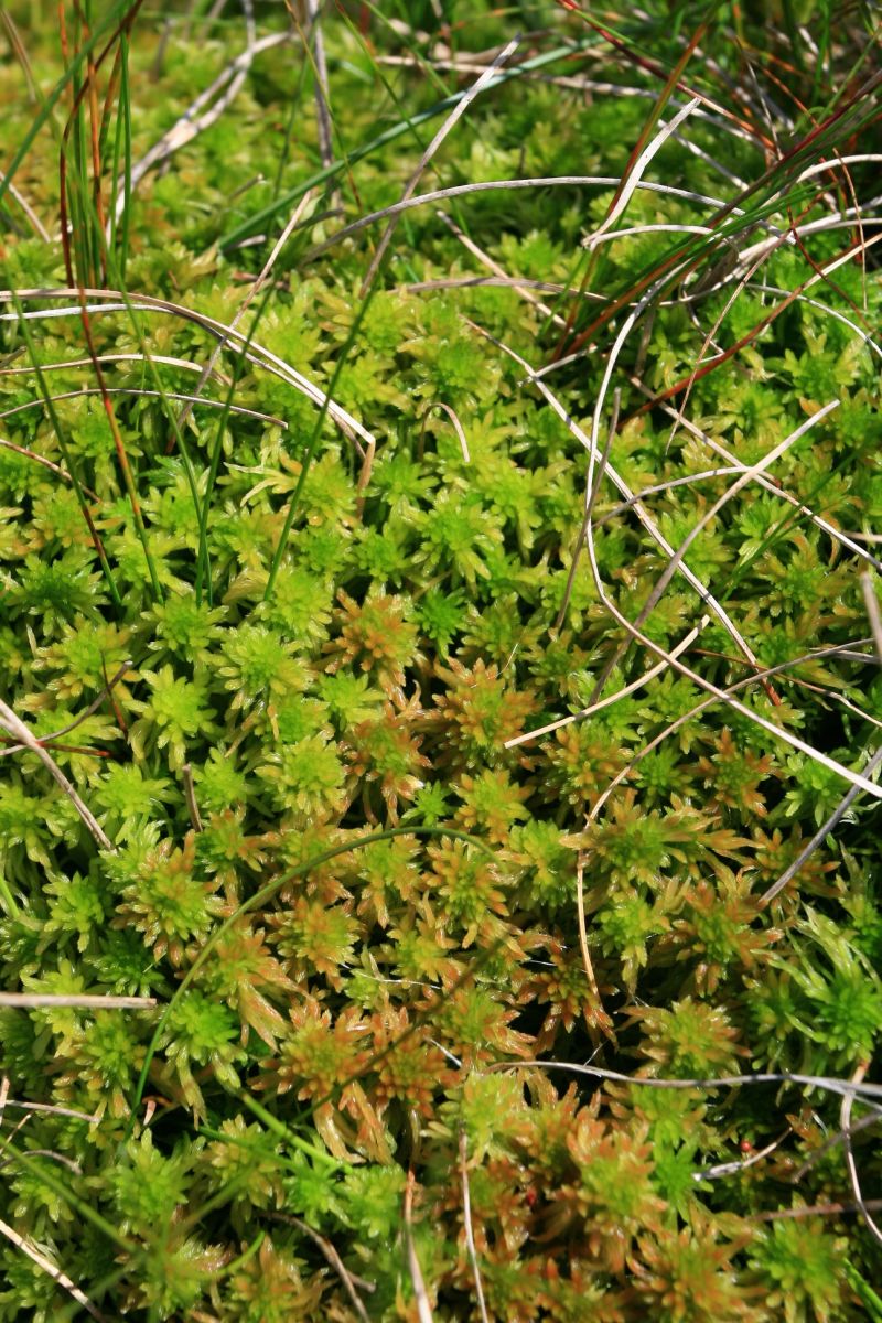 Sphagnum moss