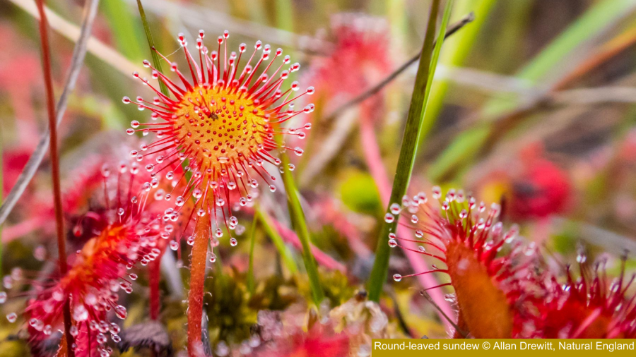 Sundew (c) Allan Drewitt