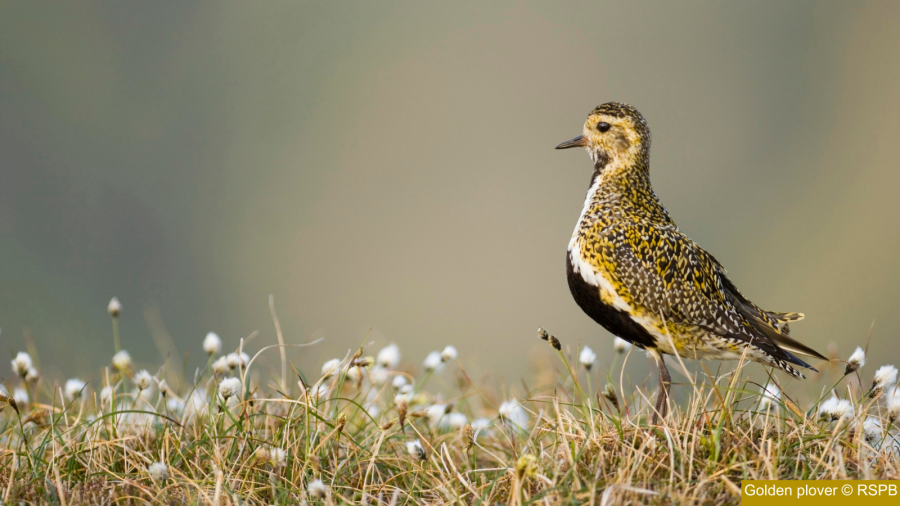 Golden plover on peatland