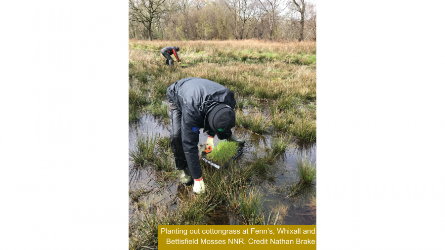 Planting out cottongrass at Fenn’s, Whixall and Bettisfield Mosses NNR. Credit Nathan Brake