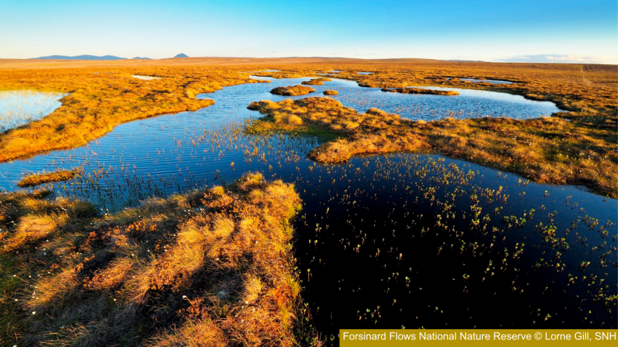 Blanket bog at Forsinard Flows