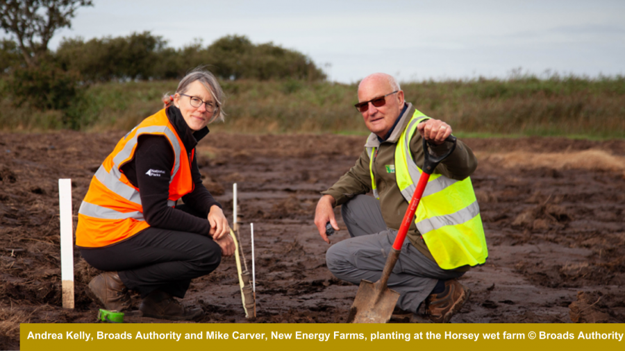 Andrea Kelly, Broads Authority and Mike Carver, New Energy Farms, planting at the Horsey wet farm (Broads Authority)