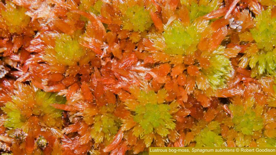 Close-up of Sphagnum subnitens