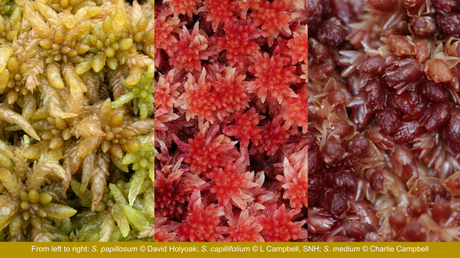 Close-ups of three Sphagnum species