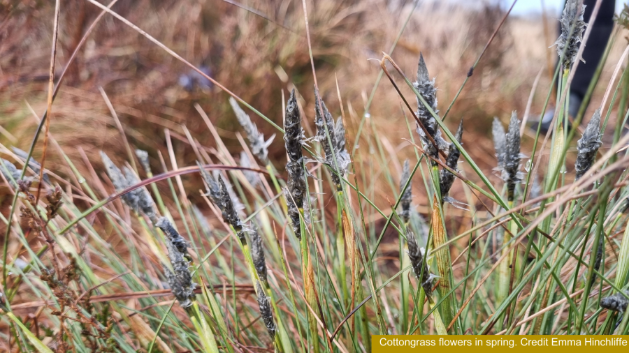 Cottongrass flowers in spring. Credit Emma Hinchliffe