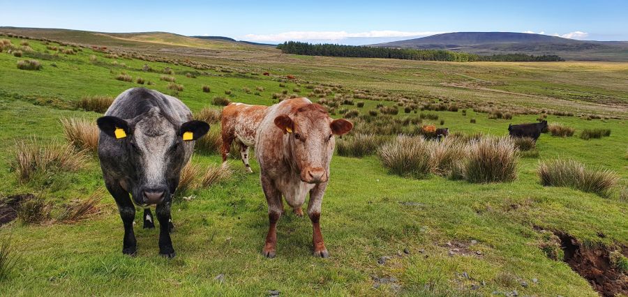 A group of cows on an area of grassland with groups of rushes and plantation forestry in the background