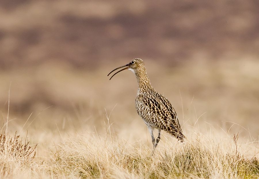 Curlew by Damian Waters