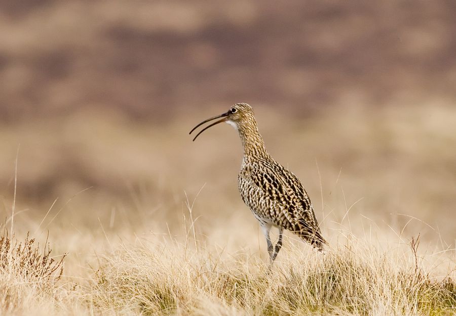 Curlew by Damian Waters