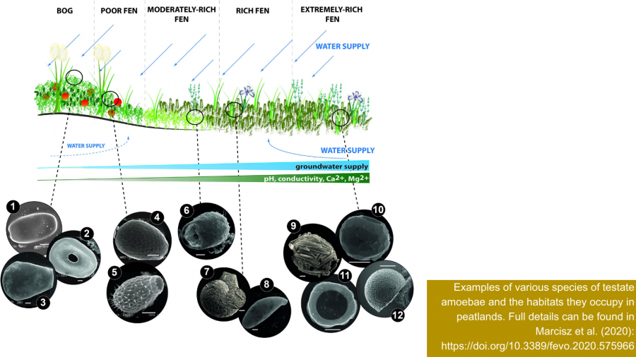 Examples of various species of testate amoebae and the habitats they occupy in peatlands. 