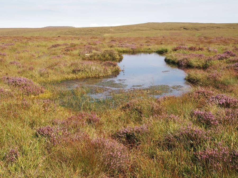 Large bog pool on Garron Plateau surrounded by heather