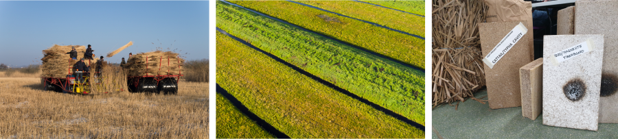 Wet peat farming crops: Phragmites (reeds), sphagnum moss and typha (cattails / bullrush).