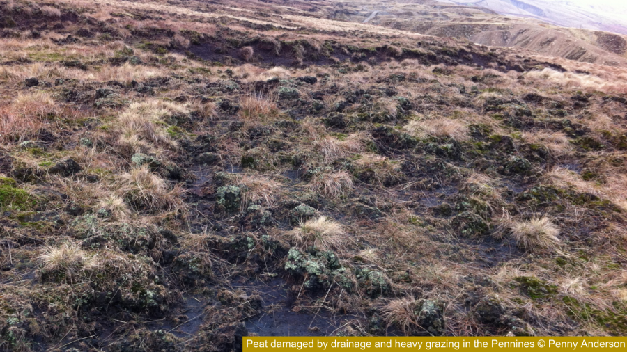Peat damaged by drainage and heavy grazing