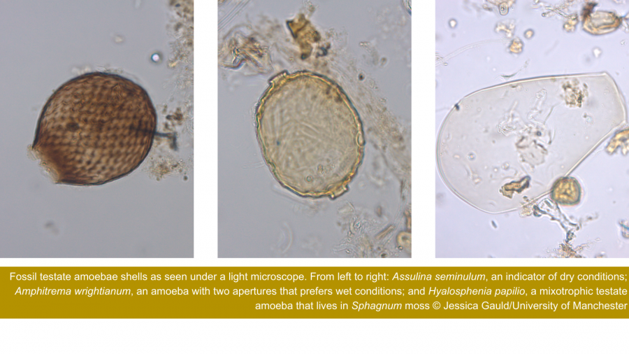 Fossil testate amoebae shells L-R Assulina seminulum; Amphitrema wrightianum; and Hyalosphenia papilio © Jessica Gauld, Uni of Manchester