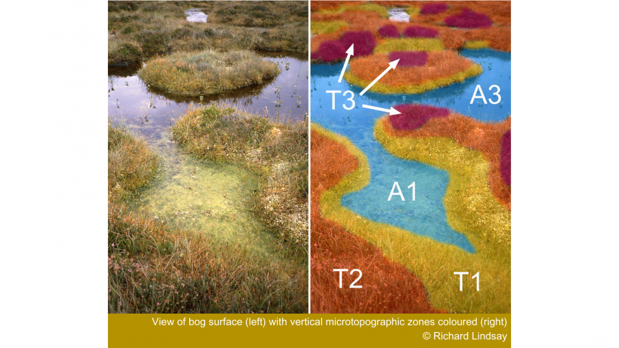 View of bog surface (left) with vertical microtopographic zones coloured (right) (c) Richard Lindsay