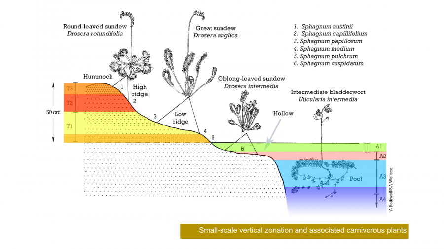 Small-scale vertical zonation and associated carnivorous plants