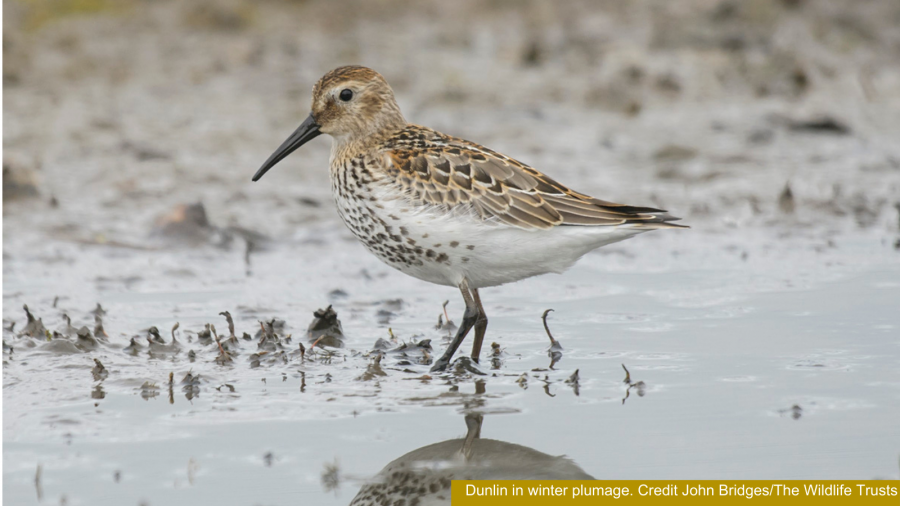 Dunlin in winter plumage. Credit John Bridges/The Wildlife Trusts 